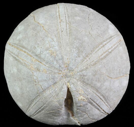 Jurassic Sea Urchin (Clypeus plotti) - England #65844